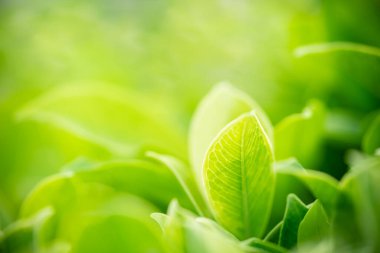 Yazın bahçedeki yeşil yaprak doğası. Doğal yeşil yapraklar bitkileri bahar arkaplan sayfası olarak kullanır yeşil çevre çevre ekolojisi yeşil duvar kağıdı