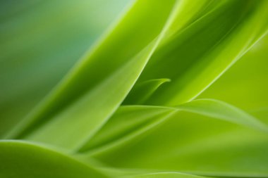 Yazın bahçedeki yeşil yaprak doğası. Doğal yeşil yapraklar bitkileri bahar arkaplan sayfası olarak kullanır yeşil çevre çevre ekolojisi yeşil duvar kağıdı