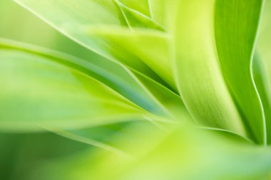 Yazın bahçedeki yeşil yaprak doğası. Doğal yeşil yapraklar bitkileri bahar arkaplan sayfası olarak kullanır yeşil çevre çevre ekolojisi yeşil duvar kağıdı