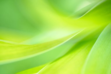 Yazın bahçedeki yeşil yaprak doğası. Doğal yeşil yapraklar bitkileri bahar arkaplan sayfası olarak kullanır yeşil çevre çevre ekolojisi yeşil duvar kağıdı