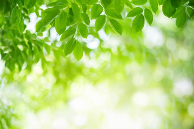 Yazın bahçedeki yeşil yaprak doğası. Doğal yeşil yapraklar bitkileri bahar arkaplan sayfası olarak kullanır yeşil çevre çevre ekolojisi yeşil duvar kağıdı