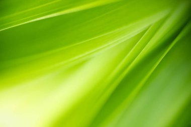 Yazın bahçedeki yeşil yaprak doğası. Doğal yeşil yapraklar bitkileri bahar arkaplan sayfası olarak kullanır yeşil çevre ekoloji duvar kağıdı