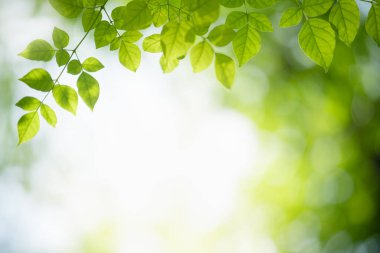Yazın bahçedeki yeşil yaprak doğası. Doğal yeşil yapraklar bitkileri bahar arkaplan sayfası olarak kullanır yeşil çevre ekoloji duvar kağıdı
