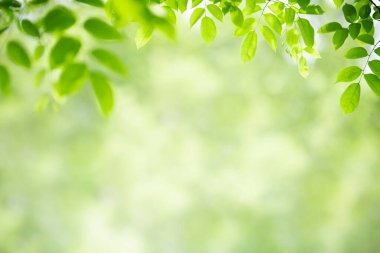 Yazın bahçedeki yeşil yaprak doğası. Doğal yeşil yapraklar bitkileri bahar arkaplan sayfası olarak kullanır yeşil çevre ekoloji duvar kağıdı