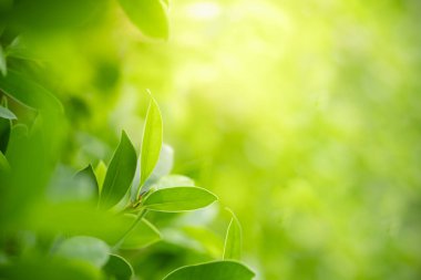 Yazın bahçedeki yeşil yaprak doğası. Doğal yeşil yapraklar bitkileri bahar arkaplan sayfası olarak kullanır yeşil çevre ekoloji duvar kağıdı