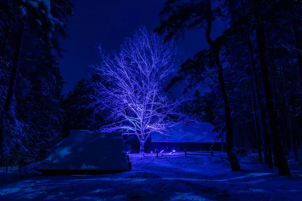 Night photo at white leafless tree in blue light at yard in old house. Lighting show at night in museum in Riga.  Countryside house and big tree in indigo light during freezing winter night.
