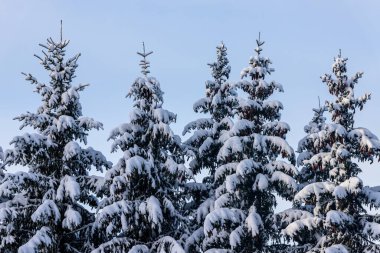 Kışın mavi arka planda beş büyük ladin ağacının gri soğuk fotoğrafı. Kar her yeri kaplıyor. Kozalaklı ormanda güzel bir kış günü.