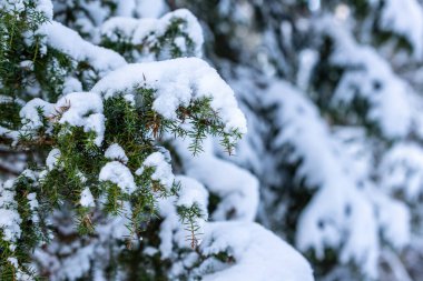 Evergreen kozalaklı ardıç çalıları karla kaplı. Orman arka planında. Kar, kar düştükten sonra ardıç dallarını kapladı. Negatif boşluklu Noel kartpostalı fotoğrafı.