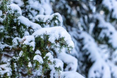 Ormanın arka planında karla kaplanmış yemyeşil ardıç dallarının fotoğrafını çek. Kar fırtınadan sonra ardıç dallarını kapladı. Karla kaplı yeşil Juniperus çalısı