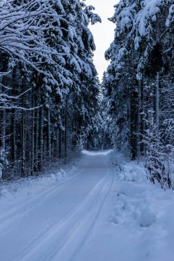 Karla kaplı orman ağacının dikey fotoğrafı. Araba lastiği izleri. Çerçevesi kar ladin ağaçlarıyla kaplı. Karlı yol ormanın derinliklerine gidiyor. Ormanda tek renkli kış.