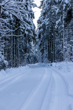 Karlı orman yolundaki izlerin dikey fotoğrafını çek. Ormanda sola doğru giden toprak yol karla kaplıydı. Orman yolunda kış günü. 