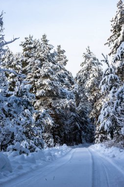 Karlı çam ağaçlarının arasına uzanan kirli raylı güneşli ormanın dikey fotoğrafı. Güneşli kış gününde orman ve karlı yol. Kışın kırsal