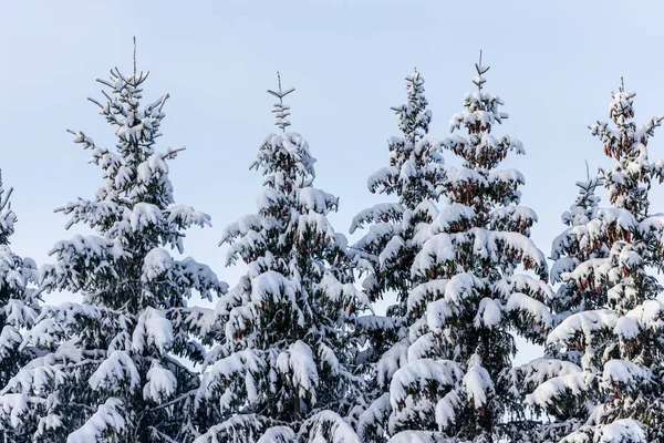 Snow covered spruce trees. Spruce trees in snow. Five big Nordic evergreen coniferous holiday trees with brown cones covered by snow at winter blue sky background.