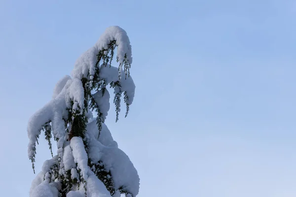 Śnieg Pokryty Wierzchołek Drzewa Tle Niebieskiego Nieba Ujemne Miejsce Prawej — Zdjęcie stockowe