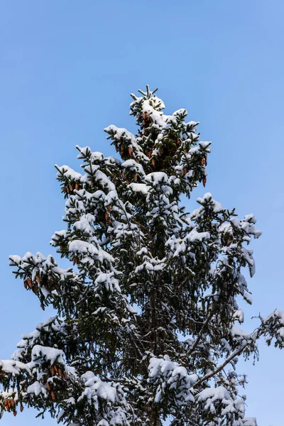 Top of the evergreen spruce tree with brown cones covered by snow at blue sky background. Snow covered spruce tree with cones at December.