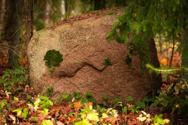 Granit kaya ve yosun oluşumu kaya yüzeyine benziyor. Güneşli sonbahar gününde düşen yaprakların arasında, çölde acı bir taş..