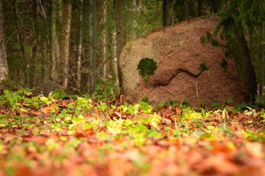 Düşen yaprakların arasında yabanda yüzlü bir kaya. Ormandaki kahverengi buzul kayasına sonbahar manzarası.