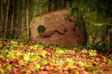 Granit kaya ve yosun oluşumu kaya yüzeyine benziyor. Güneşli sonbahar gününde düşen yaprakların arasında, çölde acı bir taş..