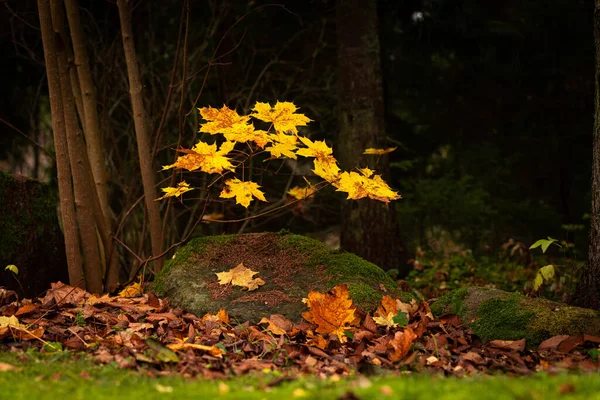 黄色の葉を持つカエデの木の幹 茶色の落ち葉や枝と美しい黄金の秋の日 完璧な秋の雰囲気の写真 — ストック写真
