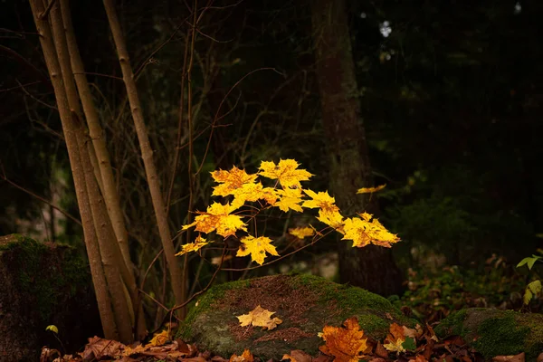 Little Maple Tree Yellow Leaves Close Rock Covered Green Moss — Stock Photo, Image