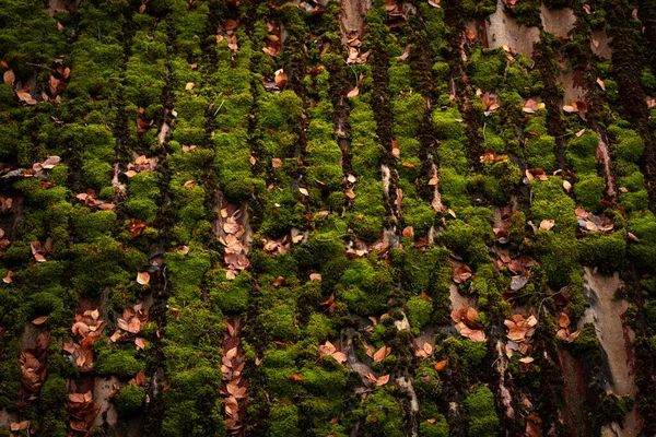 Çatıda Yeşil Yosun Düşen Yapraklar Yeşil Kahverengi Çizgiler Sonbahar Arkaplanı — Stok fotoğraf