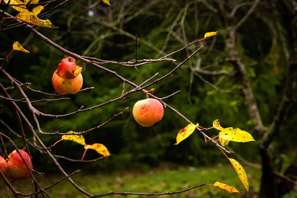 Větvička Jabloně Malým Množstvím Žlutých Listů Jablek Jedno Nich Sežrané — Stock fotografie
