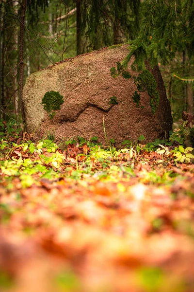 Kahverengi gri granit kayanın dikey alçak açılı fotoğrafı. Düşen yapraklar ve çimler arasında. Sonsuza dek yeşil ladin ağacının altında. Rocky sonbahar kartpostalına bakıyor.
