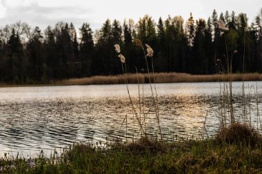 Alacakaranlıktaki Sakin Sular: Serene Spring Reflections. Great Kangari, Letonya 'daki Tranquil Gölü' nün yanındaki Wild Reeds. Doğanın Durgunluğu: Bataklık Gölü 'nde akşam. Baharın Başlarındaki Huzurlu Sulak Alan Manzarası. 