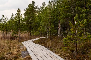 Wooden pathway for hiking through the marshland in early spring. Dusk over the wetlands on the walkway. Hiking trail in the Great Kangari Swamp in Latvia during early spring. Peace in the peatland clipart