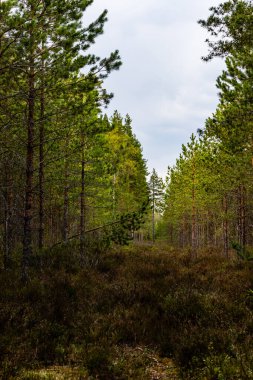 Yumuşak ışıkta, sulak arazi ve yeşil çam ağacı ormanının yatay alçak açılı fotoğrafı. Bataklıkta bulutlu bir gökyüzü. Baharın başlarında Büyük Kangari, Letonya, Avrupa 'da orman, gökyüzü ve çimlerle kaplı Moor manzarası.