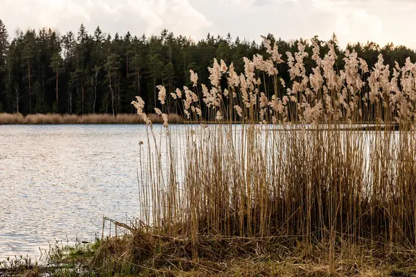 Baharın başlarında göl kıyısı boyunca kuru sazlıklar. Kahverengi kamışları ve yeşil ormanı olan bir bataklık gölü. Letonya 'daki Büyük Kangari Bataklık Gölü' nde ilkbaharın başlarında. Gölde huzurlu bir alacakaranlık. Bataklık güzelliği gün batımında.