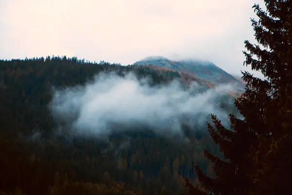 Veiled in Mist: Dawns Light Reveals a Mountains Splendor Beyond the Whispering Pines. High quality photo