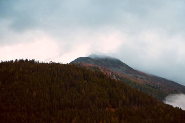 Bulutlu Taçlı Zirve Fısıldayan Çamlar 'ın Ortasındaki Alp Tepelerinin Sessiz Majesteleri. Yüksek kalite fotoğraf