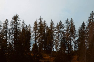 Autumns Whisper: Serene Alpine Ormanı Dağ Buğusu 'na doğru ilerliyor. Yüksek kalite fotoğraf