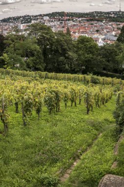 Stuttgart, Almanya 'da bir park manzarası