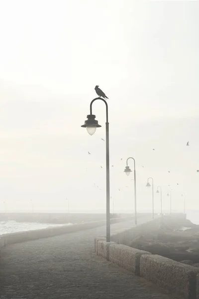 Ворона Легкому Полюсі Сюрреалістична Мінімальна Атмосфера — стокове фото