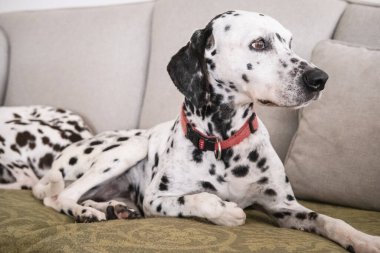 Dalmaçyalı köpek kanepede dinleniyor.