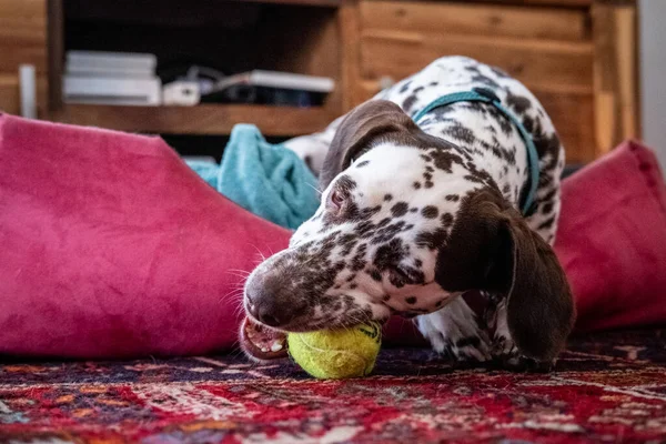 Dalmatische Hond Aan Het Spelen Een Mand — Stockfoto