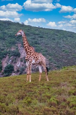 Güney Afrika 'da görkemli bir zürafa.