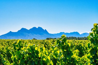 a vineyard stretching across rolling hills, framed by the majestic mountains of Stellenbosch in the Western Cape clipart