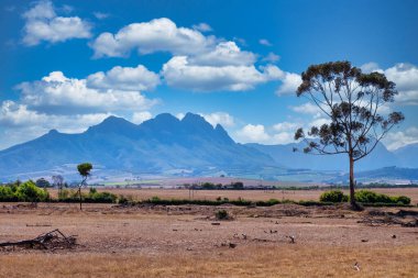 a vineyard stretching across rolling hills, framed by the majestic mountains of Stellenbosch in the Western Cape clipart