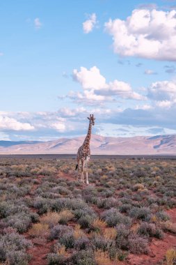 Görkemli bir zürafa, Güney Afrika 'daki kurak Karoo çölünde yürüyor. Maceracı bir oyun gezisinde yakalandı.