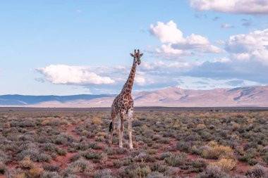 Görkemli bir zürafa, Güney Afrika 'daki kurak Karoo çölünde yürüyor. Maceracı bir oyun gezisinde yakalandı.