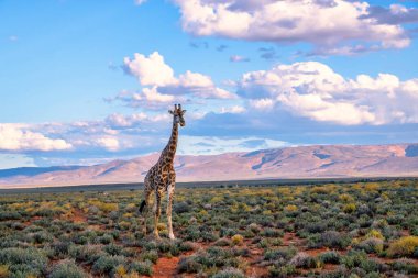 Görkemli bir zürafa, Güney Afrika 'daki kurak Karoo çölünde yürüyor. Maceracı bir oyun gezisinde yakalandı.