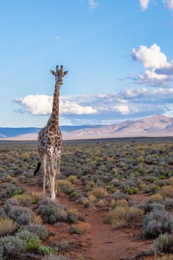 Görkemli bir zürafa, Güney Afrika 'daki kurak Karoo çölünde yürüyor. Maceracı bir oyun gezisinde yakalandı.
