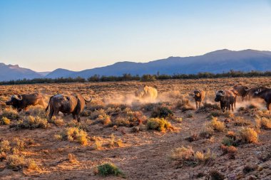 Beyaz gergedan sürüsü ve Afrika bufalosu.