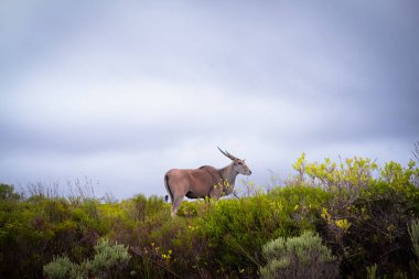 Afrika 'nın en büyük antilop türü olan ıssız arazi, Güney Afrika' daki De Hoop Doğa Rezervi 'nin eşsiz fynbos bitki örtüsünde huzur içinde otluyor.