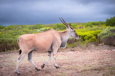 Afrika 'nın en büyük antilop türü olan ıssız arazi, Güney Afrika' daki De Hoop Doğa Rezervi 'nin eşsiz fynbos bitki örtüsünde huzur içinde otluyor.