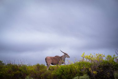 Afrika 'nın en büyük antilop türü olan ıssız arazi, Güney Afrika' daki De Hoop Doğa Rezervi 'nin eşsiz fynbos bitki örtüsünde huzur içinde otluyor.