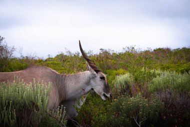 Afrika 'nın en büyük antilop türü olan ıssız arazi, Güney Afrika' daki De Hoop Doğa Rezervi 'nin eşsiz fynbos bitki örtüsünde huzur içinde otluyor.